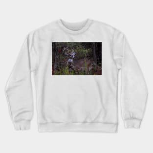 Young Prince - White-tailed Deer Crewneck Sweatshirt